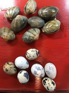 ５月25日 金 アサリとウズラの卵の芸術的模様 臨時休業のお知らせ 三崎のマグロや地魚をゆったりと楽しめる小料理屋 浜町 神港